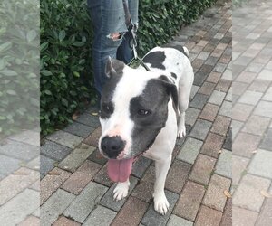 American Bulldog-Unknown Mix Dogs for adoption in West Palm Beach, FL, USA