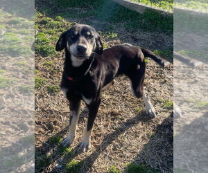 German Shepherd Dog-Unknown Mix Dogs for adoption in Aurora, IN, USA