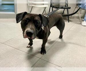 American Pit Bull Terrier Dogs for adoption in Rancho Cucamonga, CA, USA