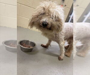 Bichon Frise Dogs for adoption in Sanford, FL, USA