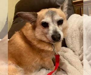 Chihuahua Dogs for adoption in Southampton, NY, USA
