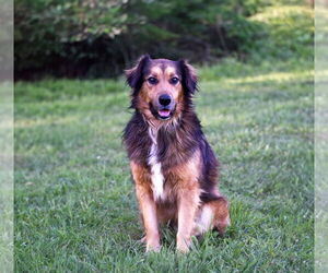 Collie-Unknown Mix Dogs for adoption in Unionville, PA, USA