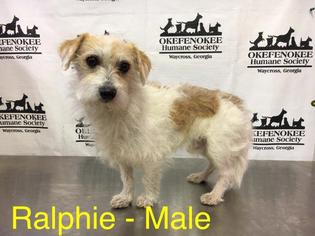 Rat Terrier Dogs for adoption in Waycross, GA, USA