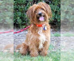Lhasa Apso-Tibetan Terrier Mix Dogs for adoption in El Cajon, CA, USA