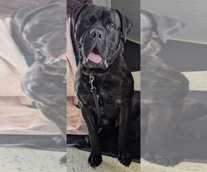 Mutt Dogs for adoption in Muskegon, MI, USA