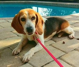 Medium Photo #1 Beagle Puppy For Sale in Tampa, FL, USA