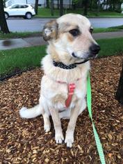 cattle dog great pyrenees mix