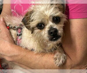 Shih Tzu-Unknown Mix Dogs for adoption in Ellijay, GA, USA