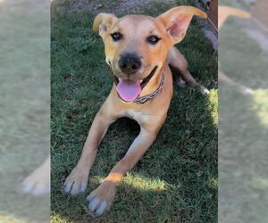 Carolina Dog-Unknown Mix Dogs for adoption in Ventura, CA, USA
