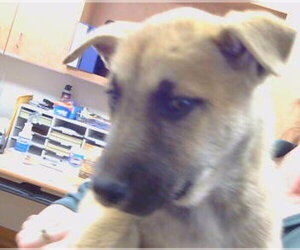 Mutt Dogs for adoption in Sacramento, CA, USA