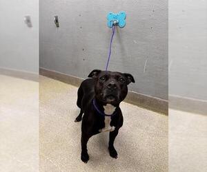 Mutt Dogs for adoption in Las Vegas, NV, USA