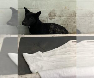 Medium Photo #1 German Shepherd Dog-Unknown Mix Puppy For Sale in Stockton, CA, USA