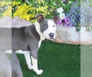 American Staffordshire Terrier-Unknown Mix Dogs for adoption in Oklahoma City, OK, USA