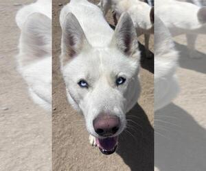 Siberian Husky-Unknown Mix Dogs for adoption in Incline Village, NV, USA