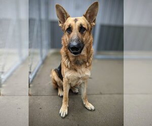 German Shepherd Dog Dogs for adoption in Mount Carmel, IL, USA