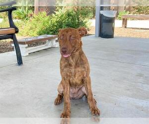 American Pit Bull Terrier-Unknown Mix Dogs for adoption in Orange, CA, USA