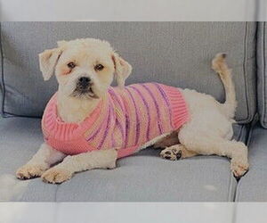 Lhatese Dogs for adoption in Fremont, CA, USA