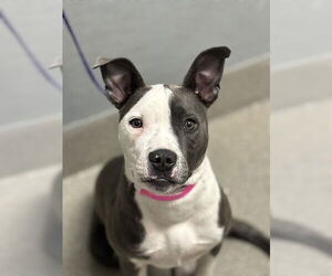 American Pit Bull Terrier-Unknown Mix Dogs for adoption in Las Vegas, NV, USA