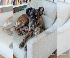Mutt Dogs for adoption in Denver, CO, USA