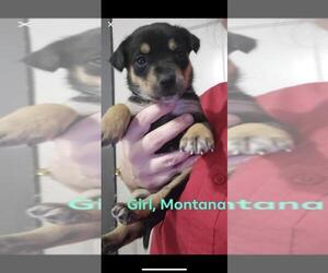 Medium Photo #1 Collie-Labrador Retriever Mix Puppy For Sale in Oak Bluffs, MA, USA