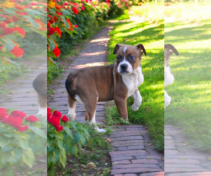 Boxer-Rat Terrier Mix Dogs for adoption in McKinney, TX, USA