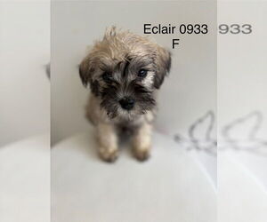 Poodle (Miniature)-Unknown Mix Dogs for adoption in Studio City, CA, USA