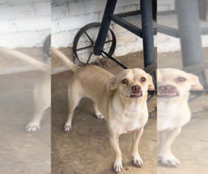 Chihuahua-Unknown Mix Dogs for adoption in Cranston, RI, USA