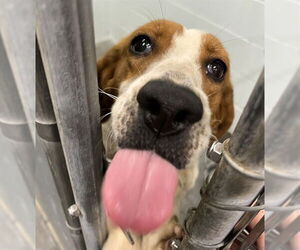 American Foxhound-Unknown Mix Dogs for adoption in Tavares, FL, USA