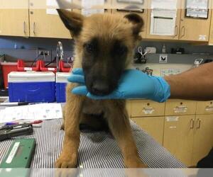 German Shepherd Dog Dogs for adoption in Riverside, CA, USA