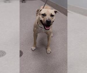 American Pit Bull Terrier-Unknown Mix Dogs for adoption in Las Vegas, NV, USA