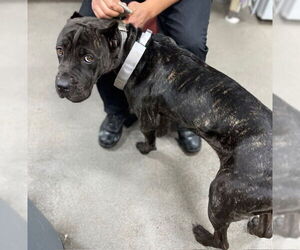 Mutt Dogs for adoption in Forestville, MD, USA