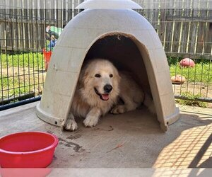 Great Pyrenees Dogs for adoption in Shreveport, LA, USA