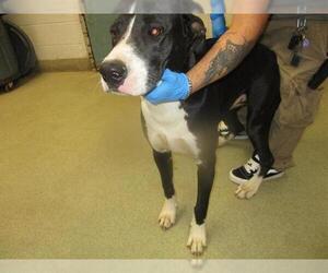Great Dane-Unknown Mix Dogs for adoption in Oklahoma City, OK, USA