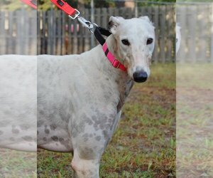 Greyhound Dogs for adoption in Cherry Hill, NJ, USA