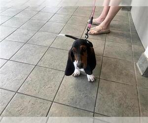 Basset Hound-Unknown Mix Dogs for adoption in San Antonio, TX, USA