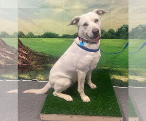 Labrador Retriever-Unknown Mix Dogs for adoption in Euless, TX, USA