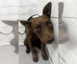 Labrador Retriever-Unknown Mix Dogs for adoption in San Bernardino, CA, USA
