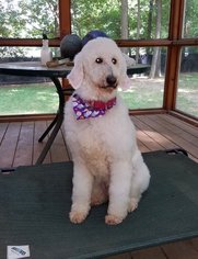 Poodle (Standard) Dogs for adoption in Livonia, MI, USA