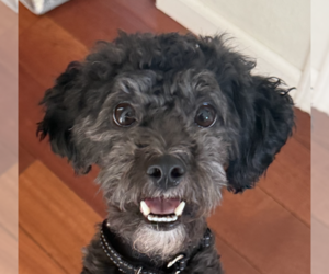 Poodle (Miniature)-Unknown Mix Dogs for adoption in San Ramon, CA, USA