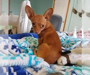 Chihuahua Dogs for adoption in Blakeslee, PA, USA