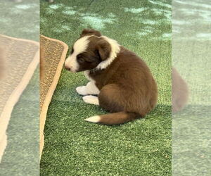 Border Collie Dogs for adoption in DISCOVERY BAY, CA, USA