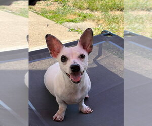 Chiweenie Dogs for adoption in Walnutport, PA, USA