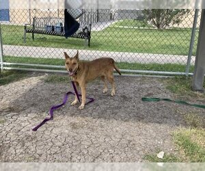 German Shepherd Dog Dogs for adoption in Corpus Christi, TX, USA