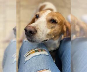 Treeing Walker Coonhound Dogs for adoption in Sanderson, FL, USA