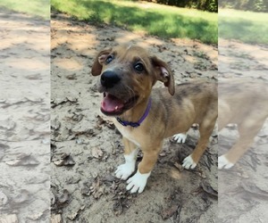 Shepradors Dogs for adoption in McKinney, TX, USA