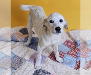 Dalmatian-Pointer Mix Dogs for adoption in Rockwall, TX, USA