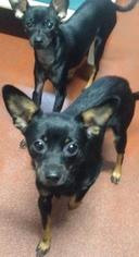 Chipin Dogs for adoption in Spokane, WA, USA