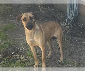 Rhodesian Ridgeback-Unknown Mix Dogs for adoption in Houston, TX, USA