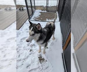 Alusky Dogs for adoption in Frisco, CO, USA