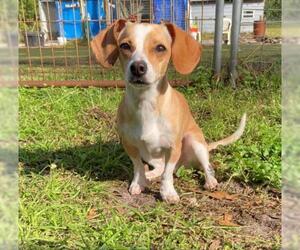 Dachshund-Unknown Mix Dogs for adoption in Okeechobee, FL, USA